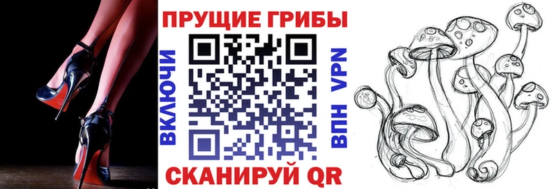 Псилоцибиновые грибы Psilocybe Сосновоборск